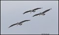 _0SB1374 brown pelicans